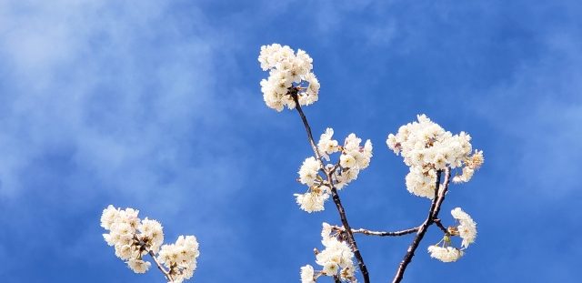 青空に桜の画像
